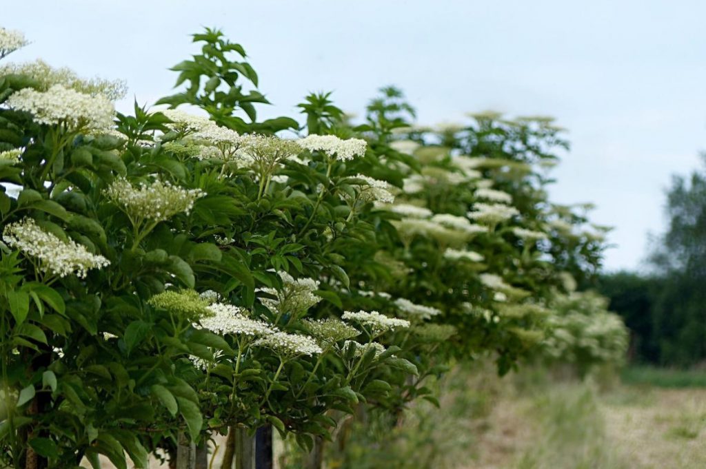 Elderberry: Types And Varieties, Cultivation And Care (Part 1)