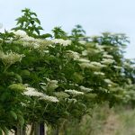 Elderberry: Types And Varieties, Cultivation And Care (Part 1)