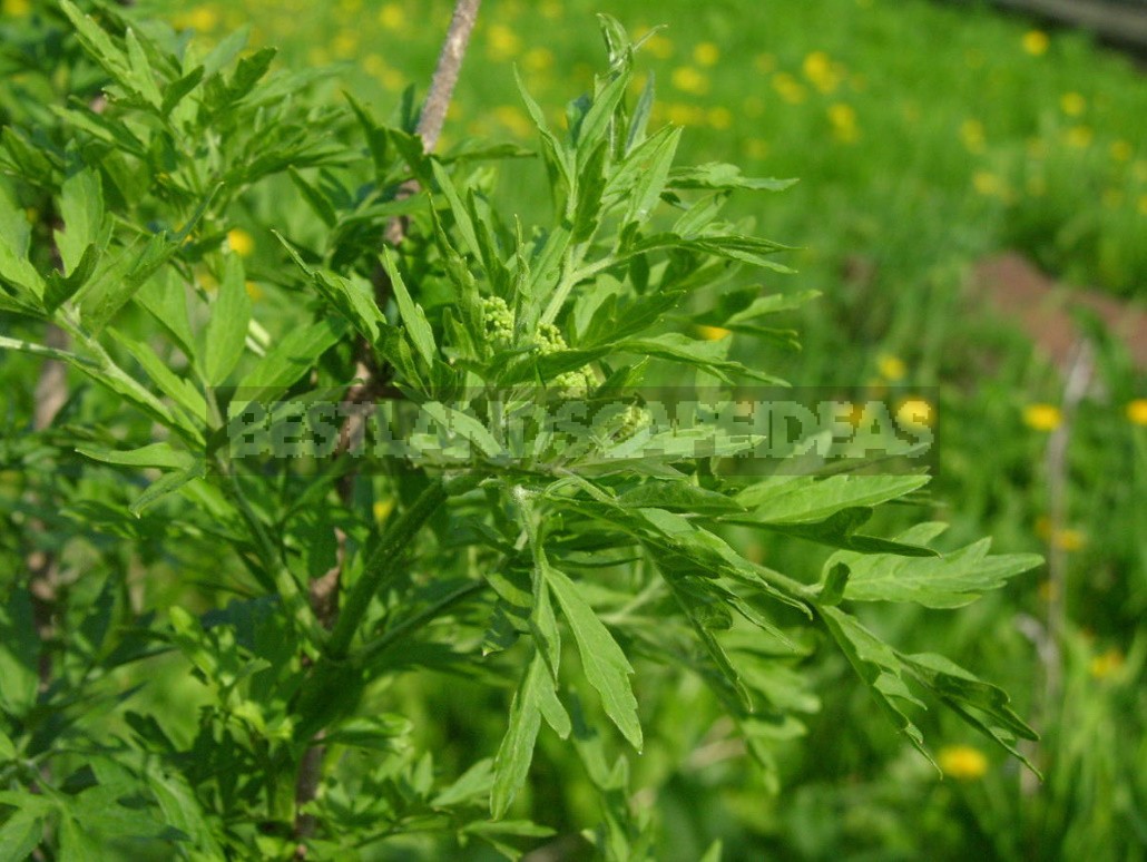 Elderberry: Types And Varieties, Cultivation And Care (Part 1)