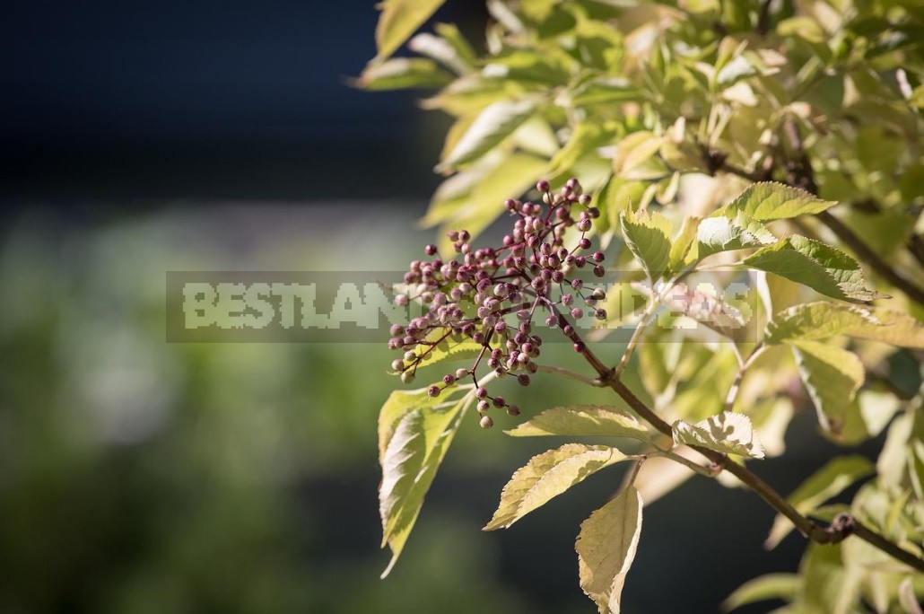 Elderberry: Types And Varieties, Cultivation And Care (Part 2)