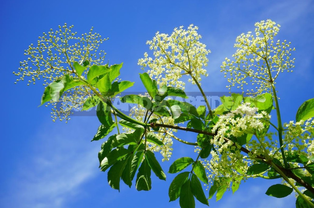 Elderberry: Types And Varieties, Cultivation And Care (Part 2)