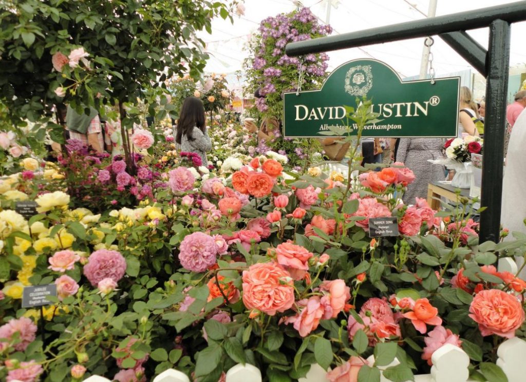 English Roses: Varieties, Photos. Tips For Buying And Planting (Part 1)