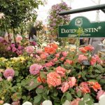 English Roses: Varieties, Photos. Tips For Buying And Planting (Part 2)