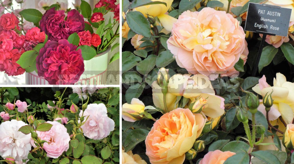 English Roses: Varieties, Photos. Tips For Buying And Planting (Part 2)