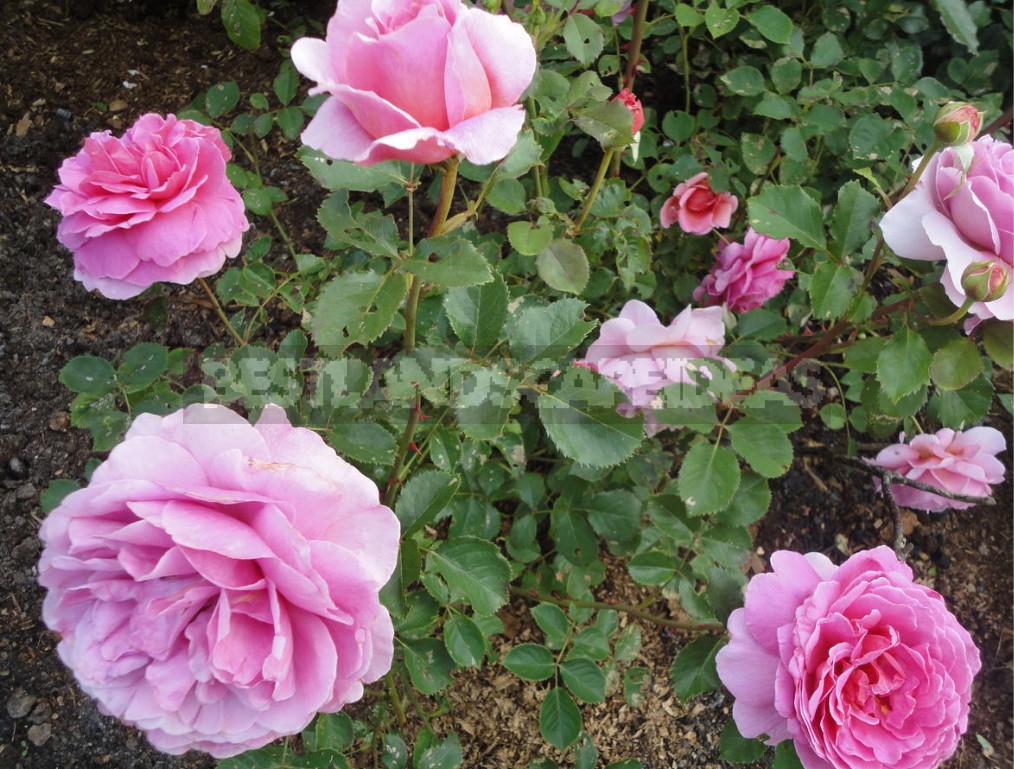English Roses: Varieties, Photos. Tips For Buying And Planting (Part 2)