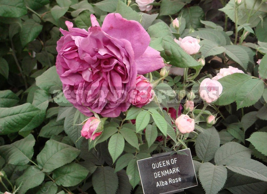 English Roses: Varieties, Photos. Tips For Buying And Planting (Part 1)
