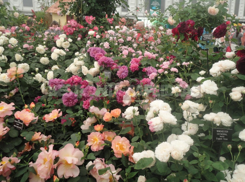 English Roses: Varieties, Photos. Tips For Buying And Planting (Part 1)