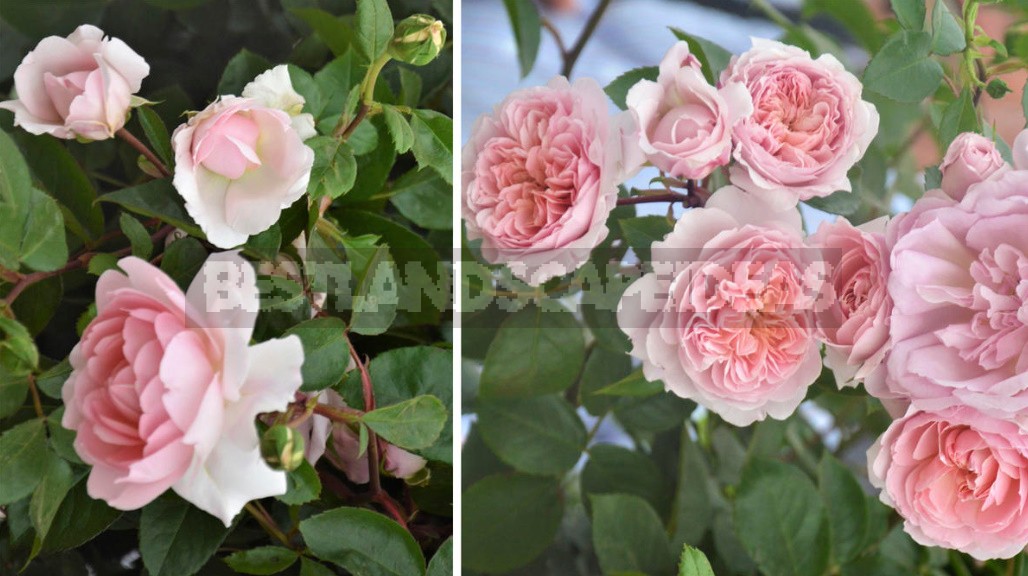 English Roses: Varieties, Photos. Tips For Buying And Planting (Part 1)