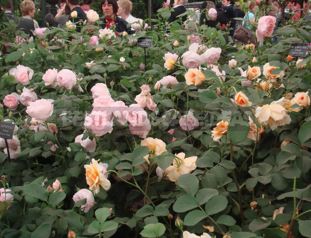 English Roses: Varieties, Photos. Tips For Buying And Planting (Part 1)