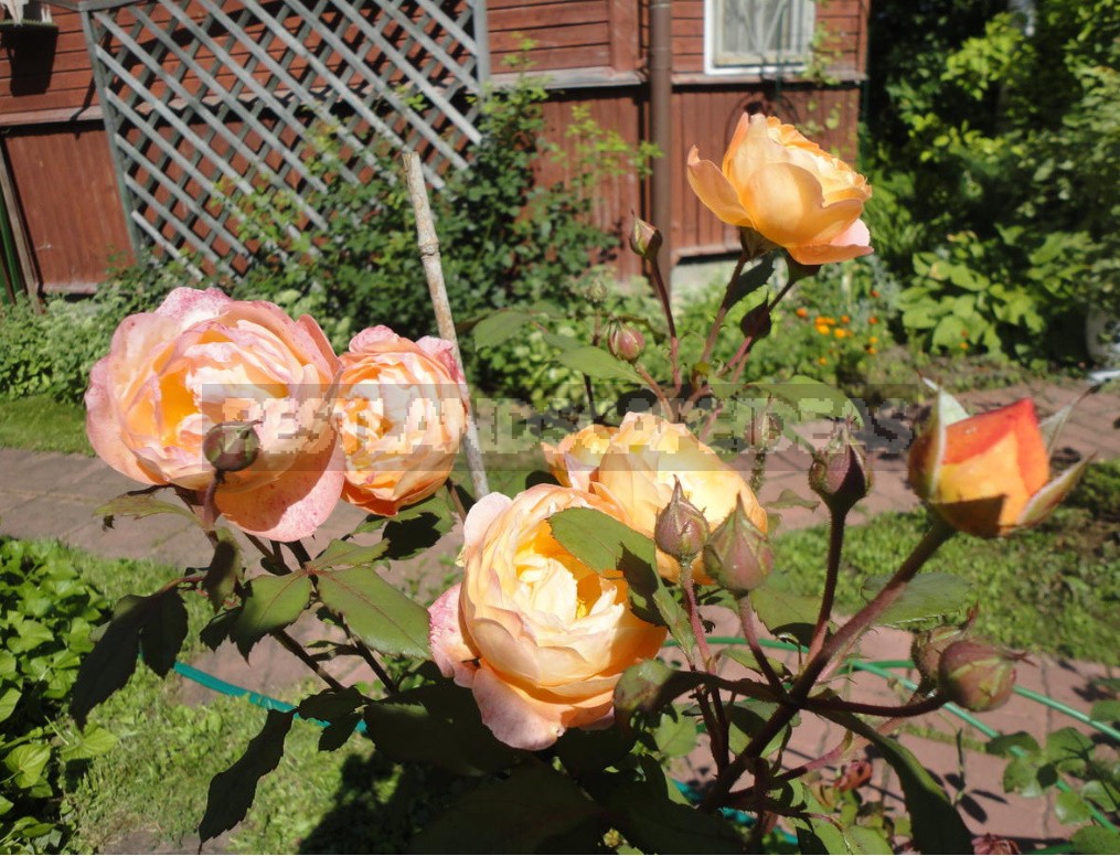 English Roses: Varieties, Photos. Tips For Buying And Planting (Part 1)