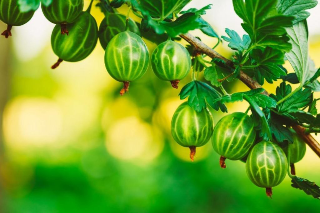 Five Undemanding Berry Bushes For The Garden