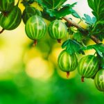 Five Undemanding Berry Bushes For The Garden