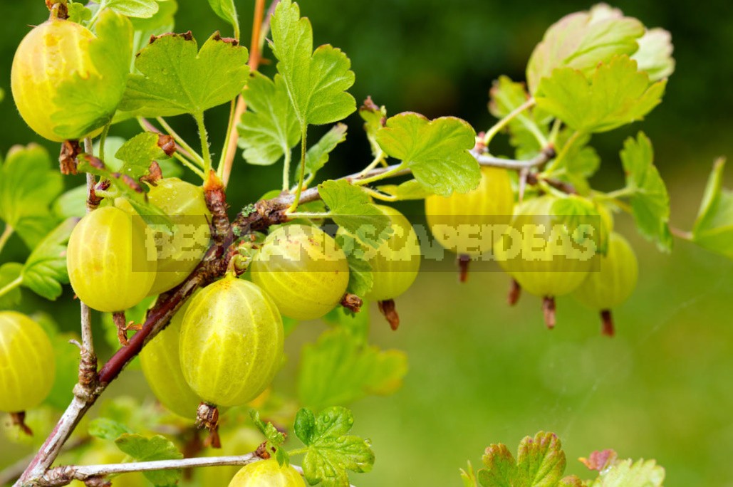 Five Undemanding Berry Bushes For The Garden