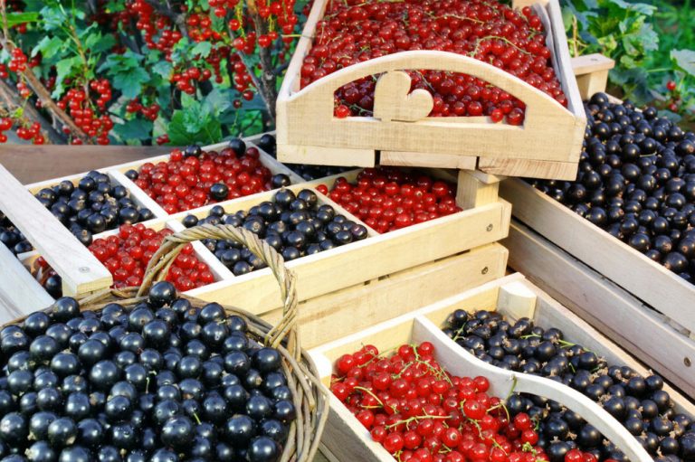 Five Undemanding Berry Bushes For The Garden Best Landscape Ideas