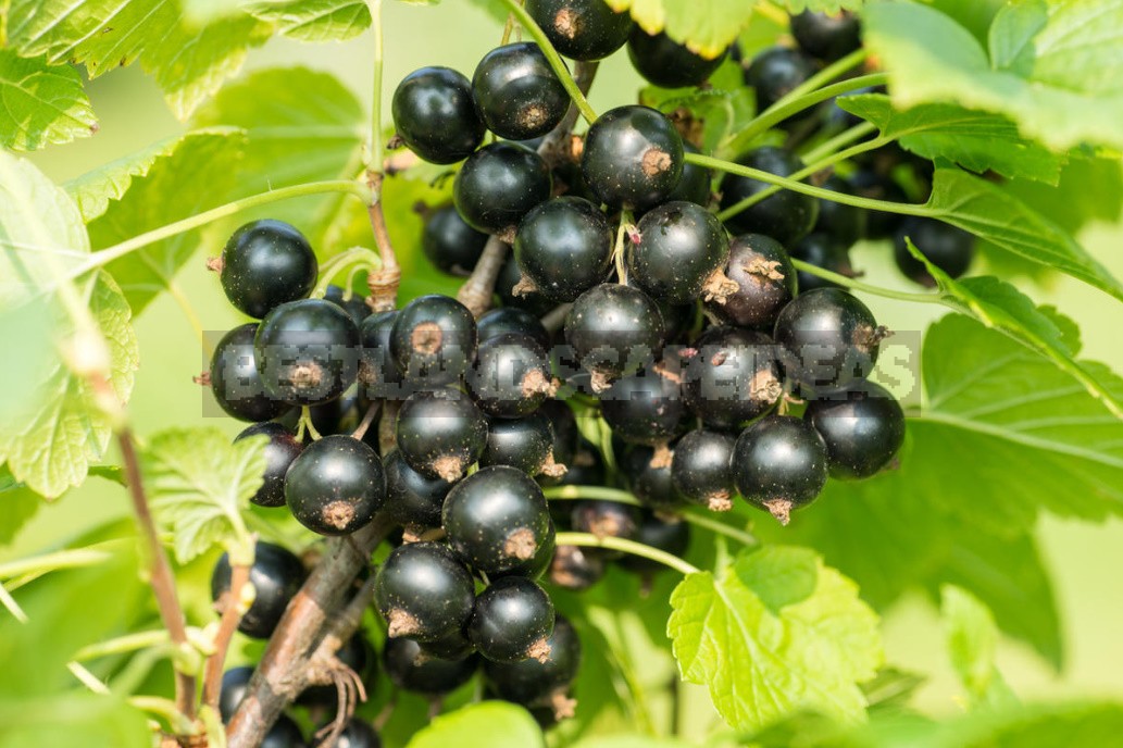Five Undemanding Berry Bushes For The Garden