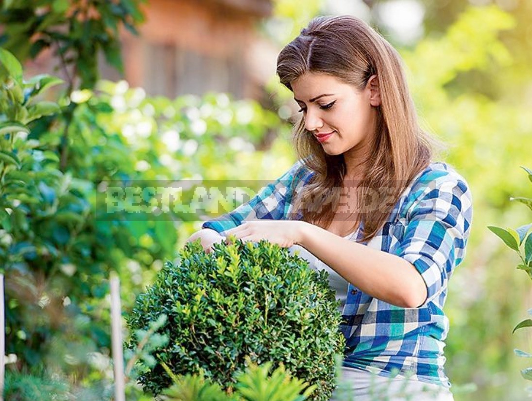 Garden Free From Disease: Rules Of Prevention