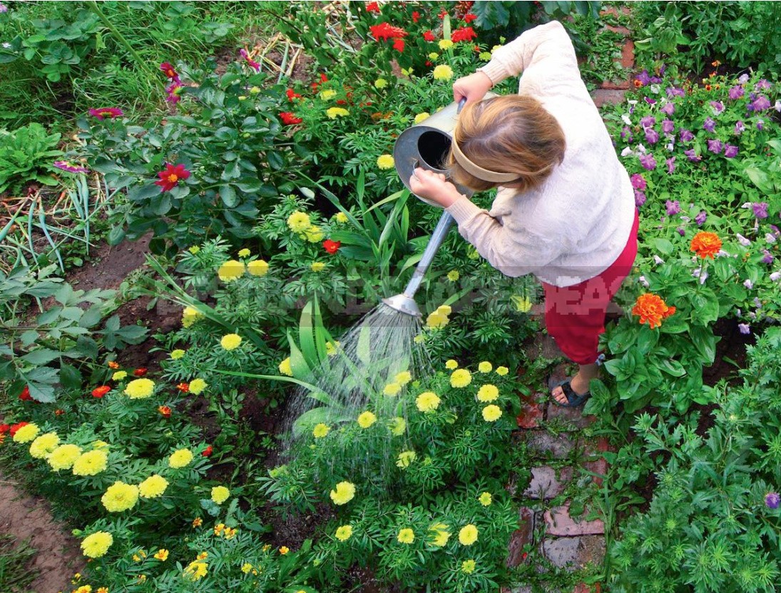 Garden Free From Disease: Rules Of Prevention