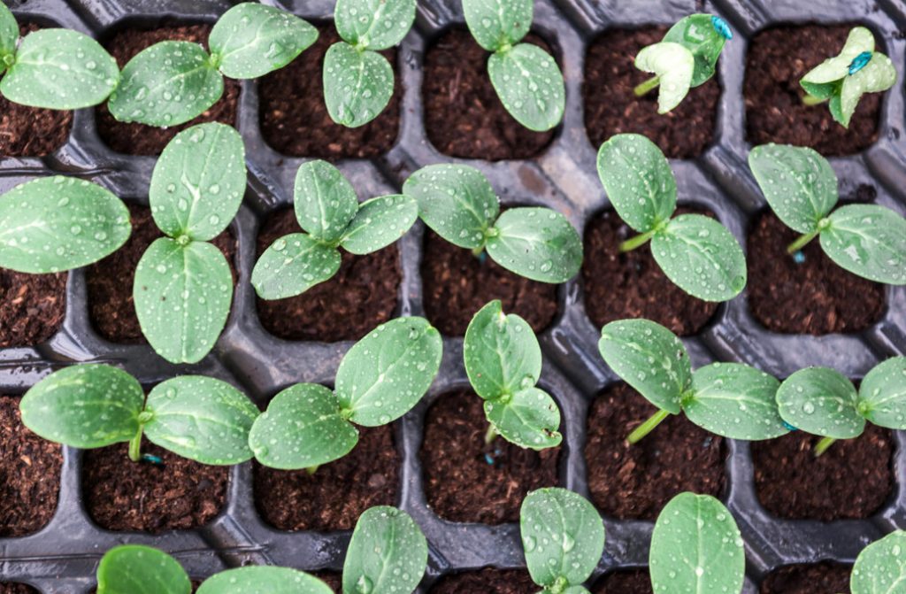 How I Sow Sucumbers This Season