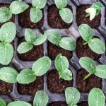 How I Sow Sucumbers This Season
