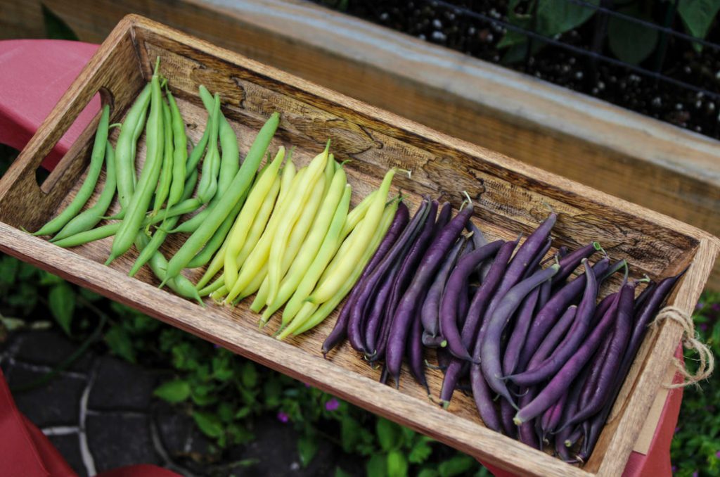 How Not To Confuse Phaseolus And Faba. Features Of Growing And Favorite Varieties