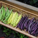 How Not To Confuse Phaseolus And Faba. Features Of Growing And Favorite Varieties