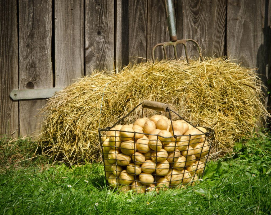 How To Grow Potatoes Under Straw