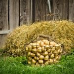 How To Grow Potatoes Under Straw