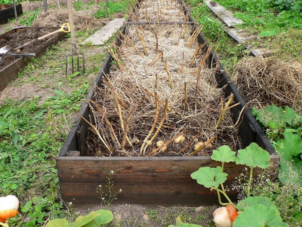 How To Grow Potatoes Under Straw Best Landscape Ideas