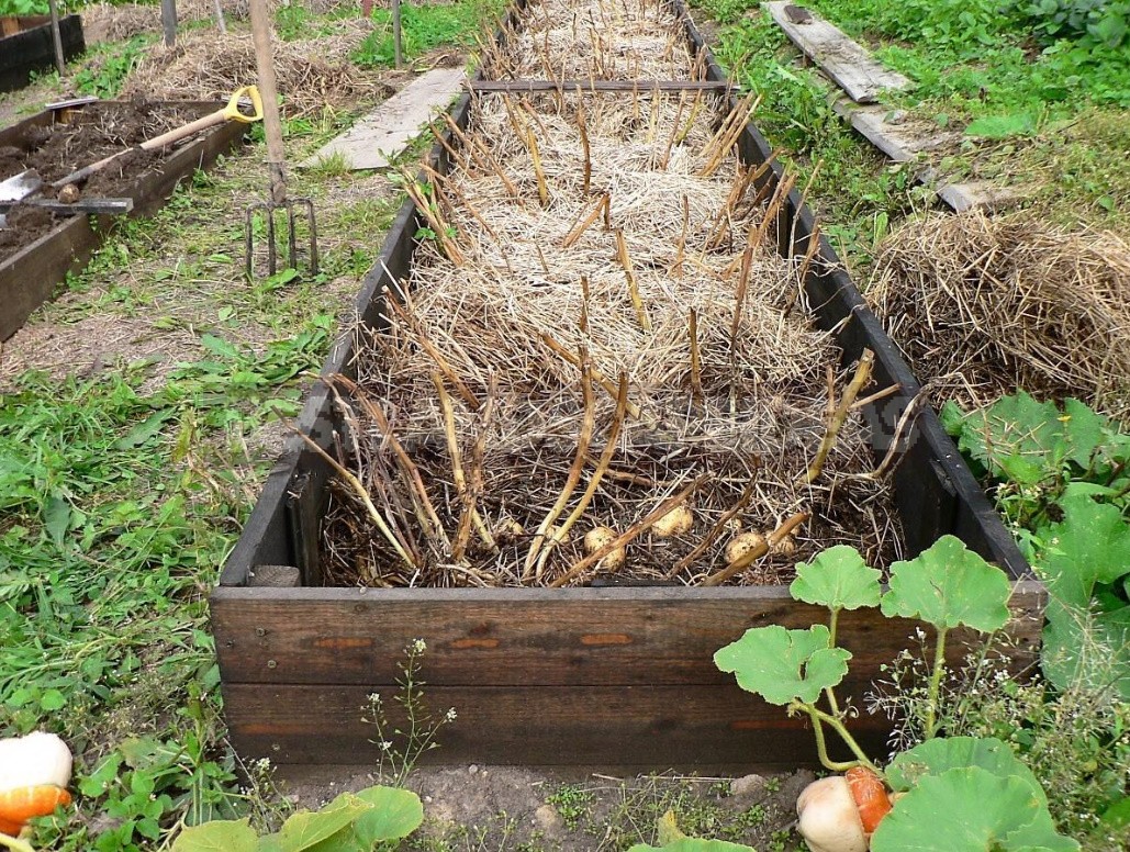 How To Grow Potatoes Under Straw
