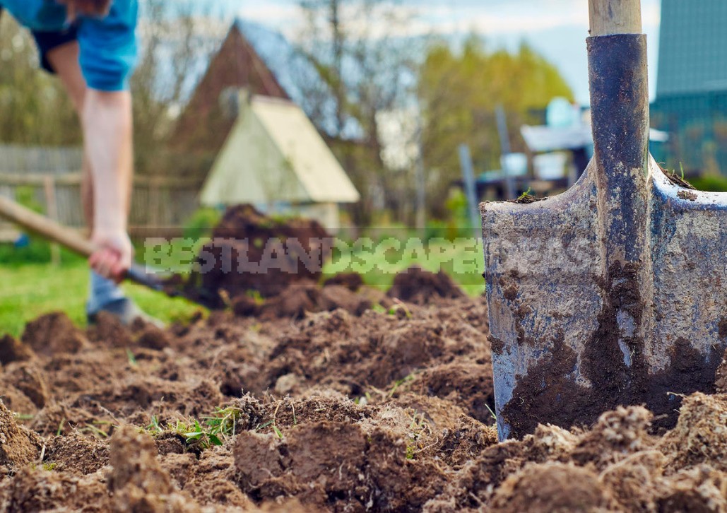 How To Grow Potatoes Under Straw