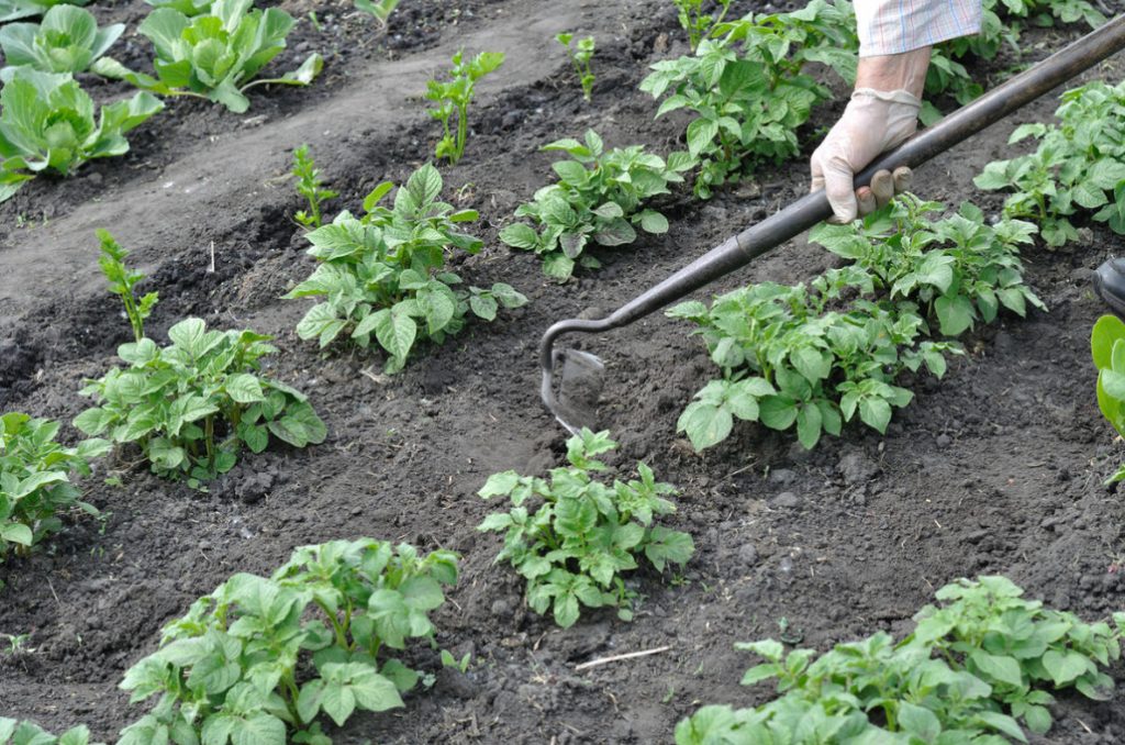 How To Grow Potatoes Under Straw Best Landscape Ideas