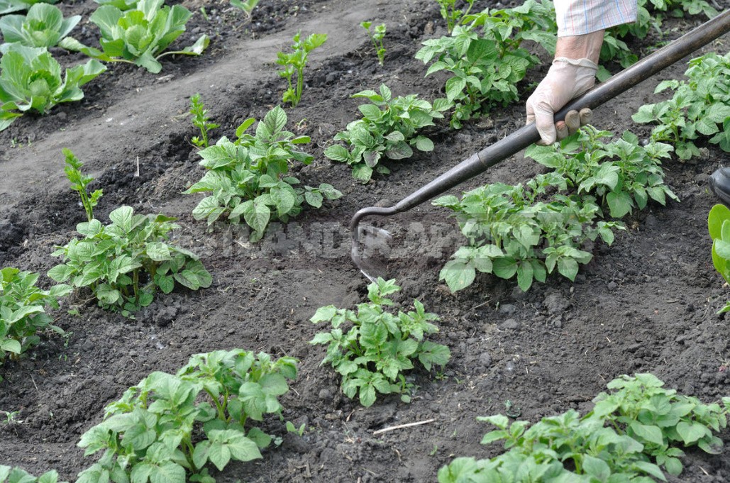 How To Grow Potatoes Under Straw