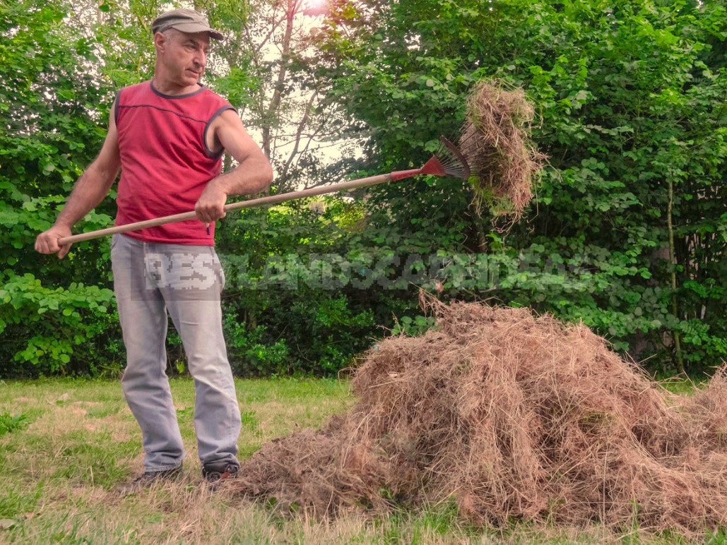 How To Grow Potatoes Under Straw