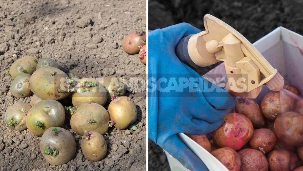 How To Grow Potatoes Under Straw