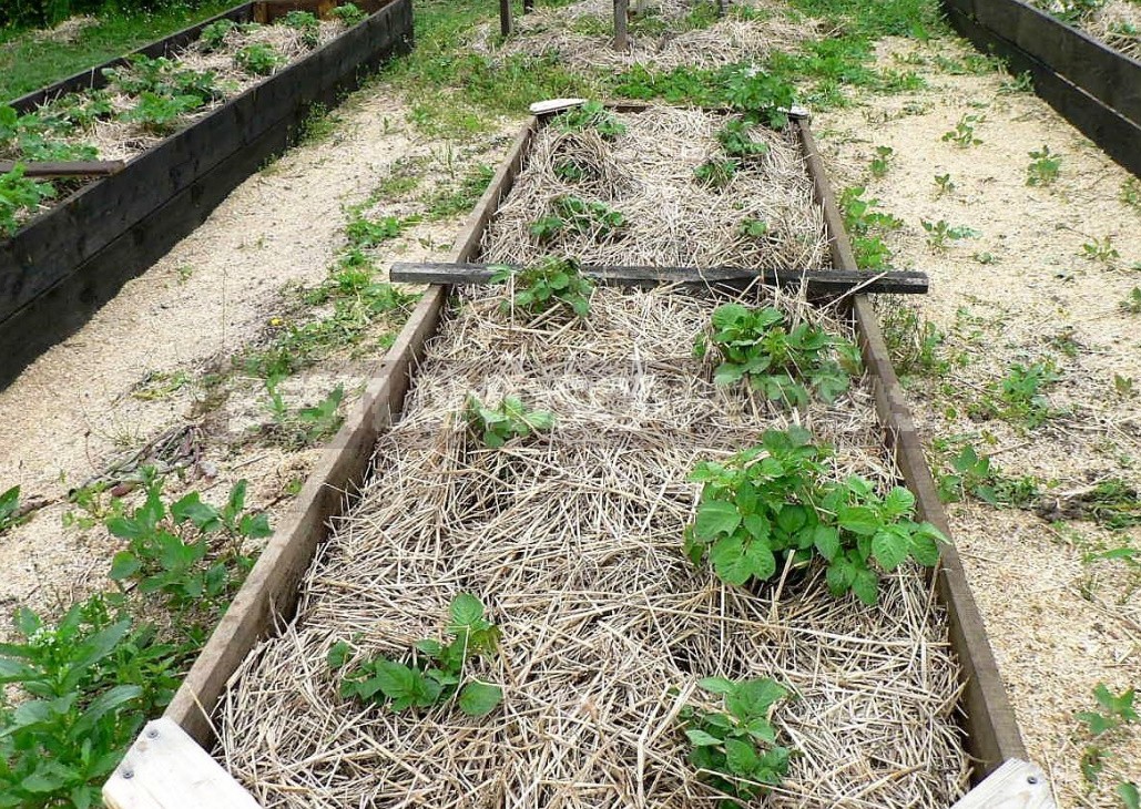 How To Grow Potatoes Under Straw