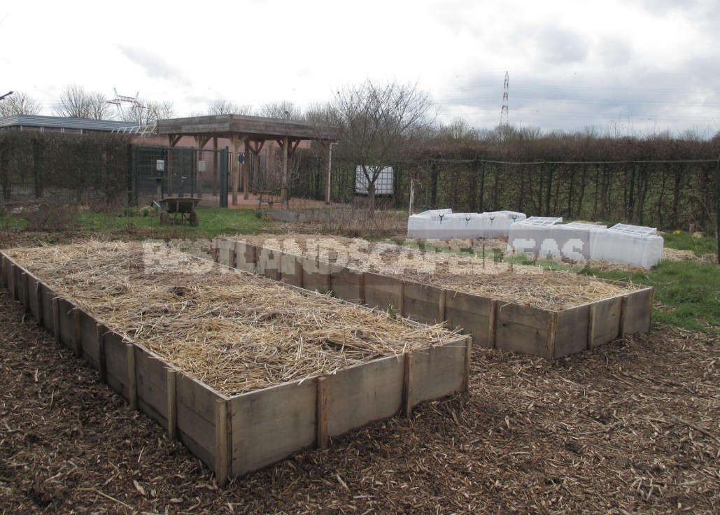 How To Grow Potatoes Under Straw