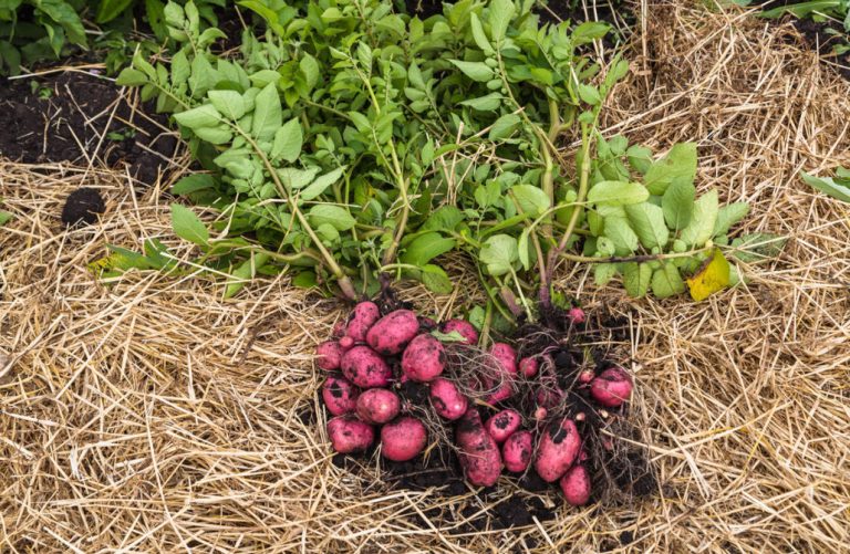 How To Grow Potatoes Under Straw Best Landscape Ideas