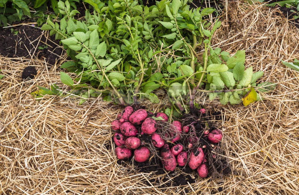 How To Grow Potatoes Under Straw