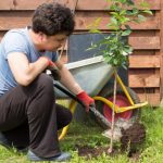 How To Plant And How To Fertilize Fruit Trees