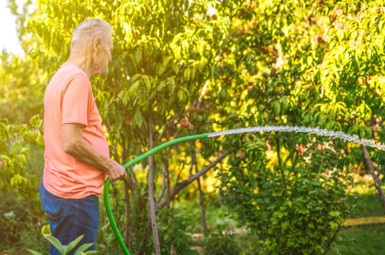 How To Plant And How To Fertilize Fruit Trees Best Landscape Ideas