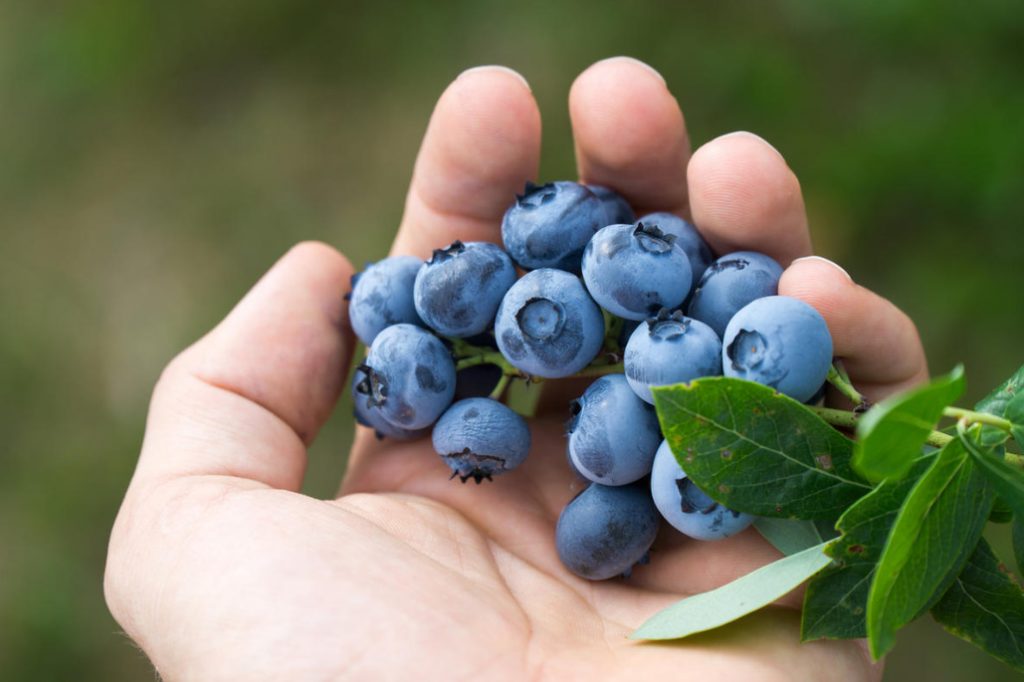 How To Create Suitable Conditions For Blueberries