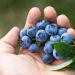 How To Create Suitable Conditions For Blueberries