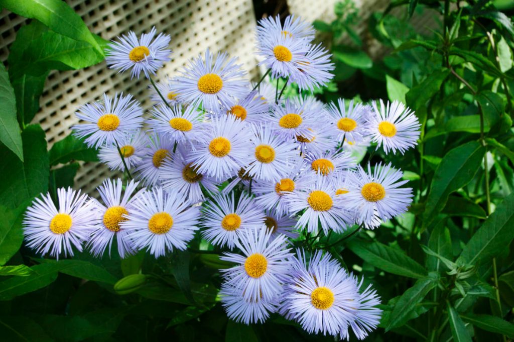 Many-Faced Erigeron – There Are Many Spectacular Species