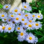 Many-Faced Erigeron – There Are Many Spectacular Species