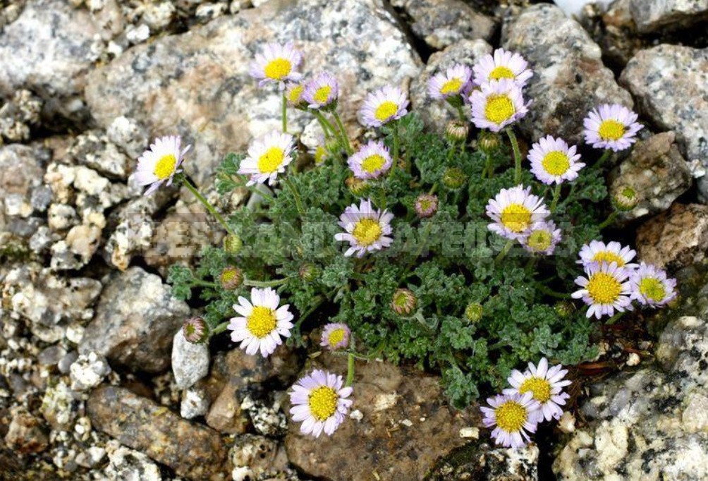 Many-Faced Erigeron - There Are Many Spectacular Species