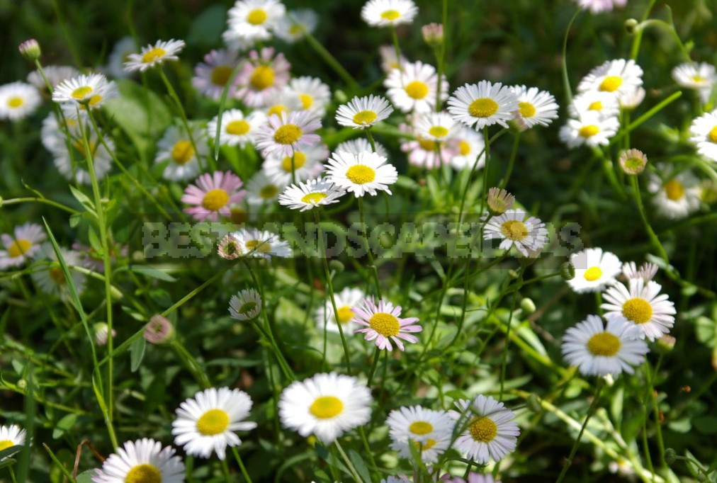 Many-Faced Erigeron - There Are Many Spectacular Species