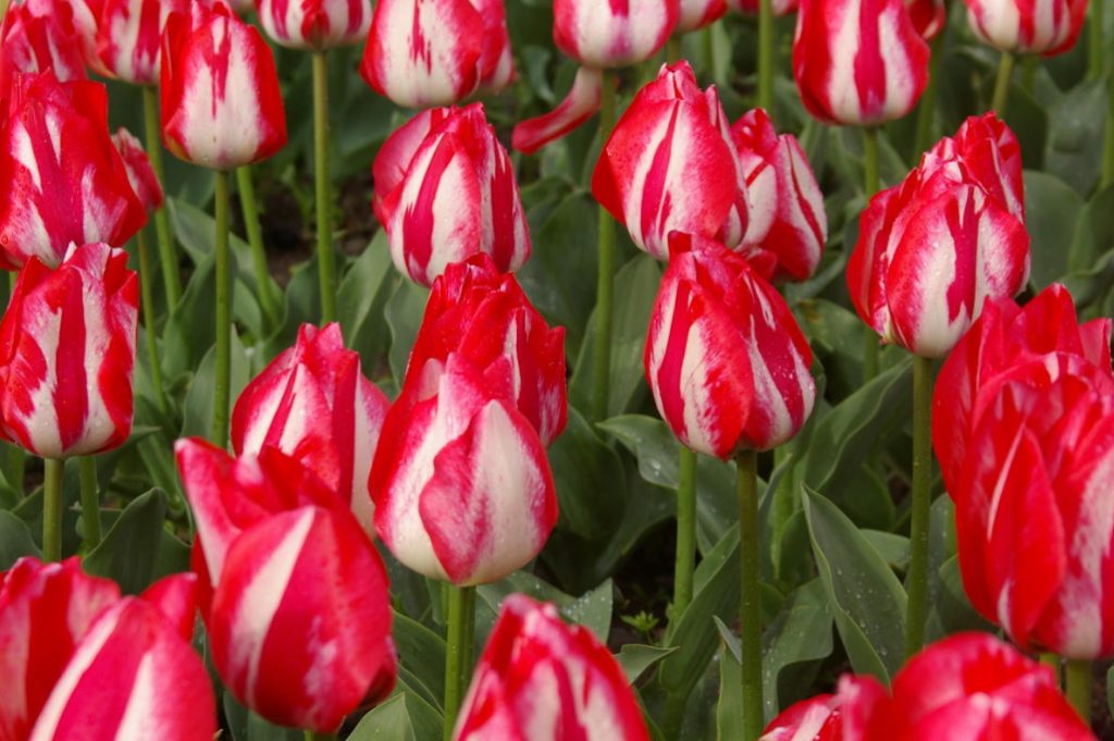 New Varieties Of Liliales, Fringed And Darwin Hybrids