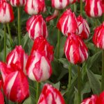 New Varieties Of Liliales, Fringed And Darwin Hybrids