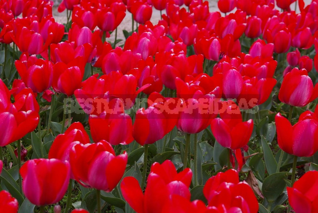 New Varieties Of Liliales, Fringed And Darwin Hybrids