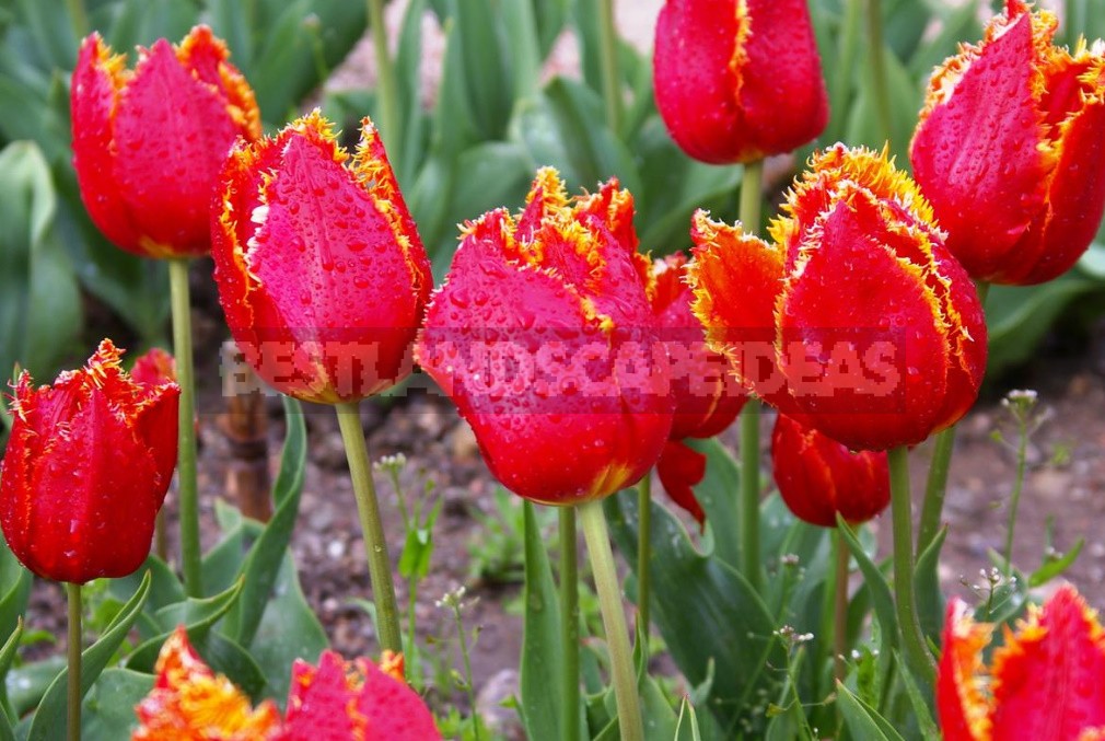 New Varieties Of Liliales, Fringed And Darwin Hybrids